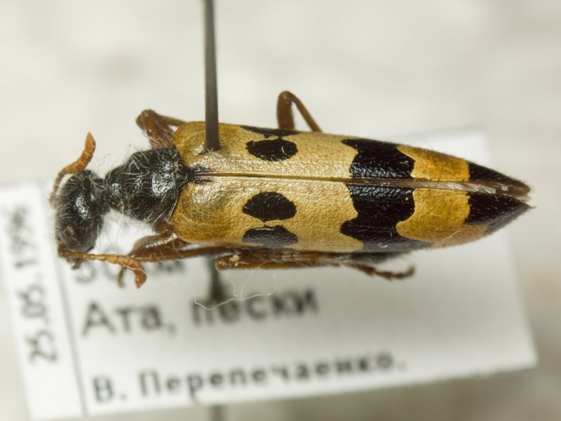 Meloidae Gyllenhal, 1810